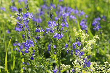 Image showing Beautiful wildflowers 