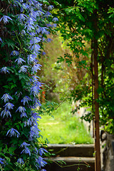 Image showing Garden portal with flowers