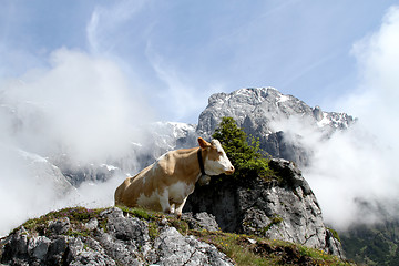 Image showing Cow on foggy mountain