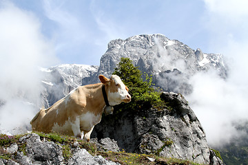 Image showing Cow on foggy mountain