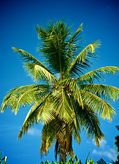 Image showing Palm Tree