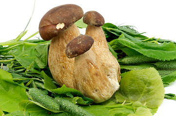 Image showing Porcini Mushrooms