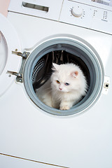 Image showing washing machine and cat