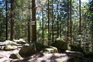 Image showing Hiking in forest