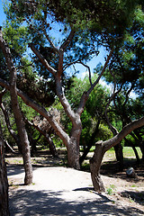 Image showing Pine forest