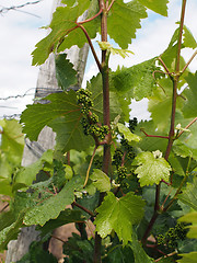 Image showing White chenin wine grape after blossoming, coteaux du layon, Fran