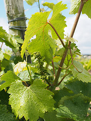 Image showing White chenin wine grape after blossoming, coteaux du layon, Fran
