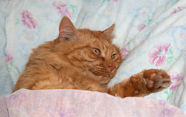 Image showing Red cat sleeps in a crib as a man