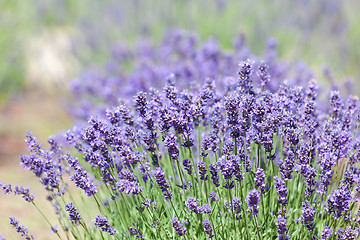 Image showing lavender bushes