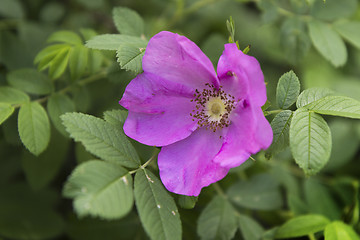 Image showing Pink wild rose flower