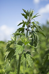 Image showing Motherwort begins to bloom in June