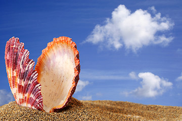 Image showing Beach Scallop