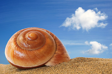 Image showing Beached Seashell