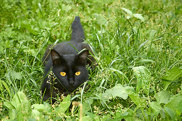 Image showing Black cat in ambush outdoors