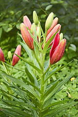 Image showing Lily buds opened on flower bed
