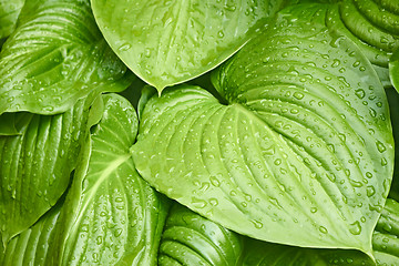 Image showing Big leaves of Hosta with water drops