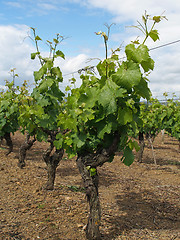 Image showing White Chenin vineyard after blossoming, Layon, France