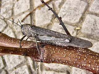 Image showing Locust