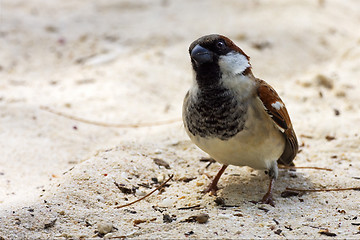 Image showing black eye in sand belle mare mauritius