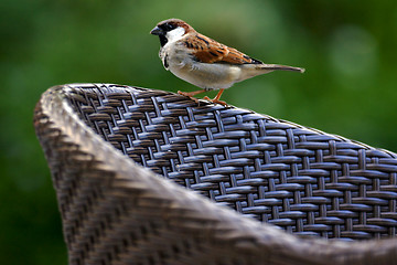 Image showing  of sparrow whit black eye 