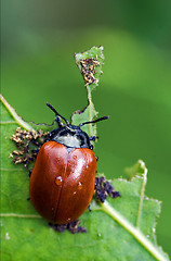 Image showing red cercopidae  coccinellidae anatis ocellata coleoptera