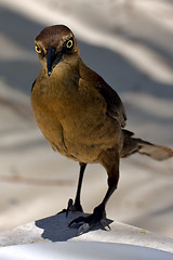 Image showing  sparrow   in sand mexico  