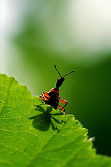 Image showing the down of  wild red carabidae 