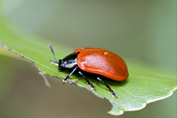 Image showing wild red cercopidae vulnerata coccinellidae anatis ocellata