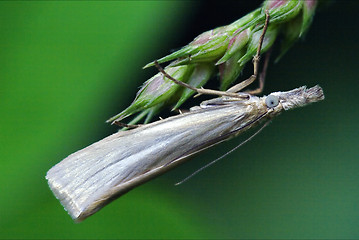 Image showing butterfly trichoptera on a green