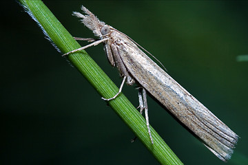 Image showing grey white little  butterfly trichoptera 
