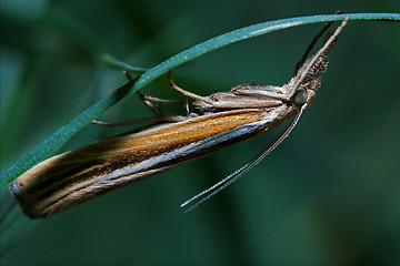 Image showing orange butterfly trichoptera on a green