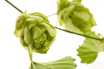 Image showing Hop cone and leaves on white background 