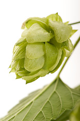 Image showing Hop cone and leaves on white background 