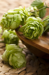 Image showing Hop cone and leaves