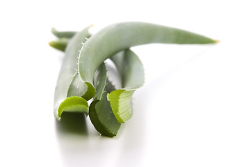 Image showing Aloe vera - herbal medicine 