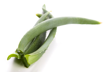 Image showing Aloe vera - herbal medicine 