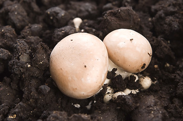 Image showing growing mushrooms