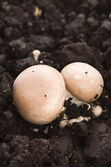 Image showing growing mushrooms