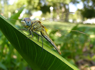 Image showing Dragonfly