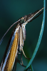 Image showing  trichoptera on a green leaf