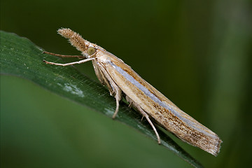 Image showing  wild brown orange butterfly trichoptera 