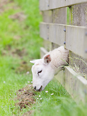 Image showing Sheep eating