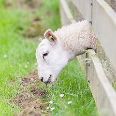 Image showing Sheep eating