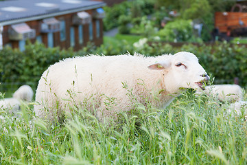 Image showing Sheep eating from the long grass