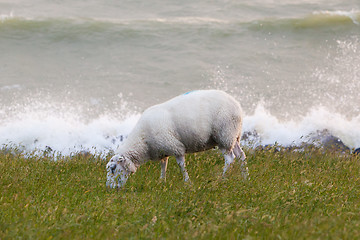 Image showing Sheep eating grass on a dike