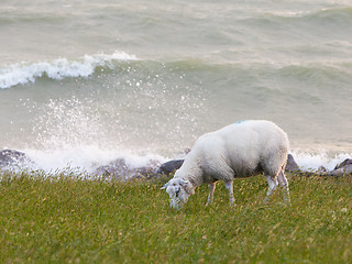 Image showing Sheep eating grass on a dike