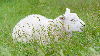 Image showing Sheep resting in the green grass