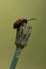 Image showing anatis coleoptera on a flower 