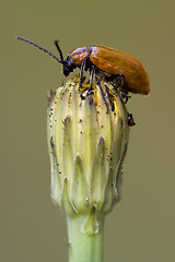 Image showing the side of  wild red  coccinellidae  cercopidae