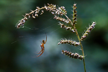 Image showing flower pisauridae pisaura mirabilis